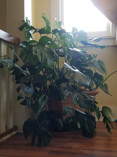 Florist «Plant Safari», reviews and photos, 653 N Central Ave, Upland, CA 91786, USA