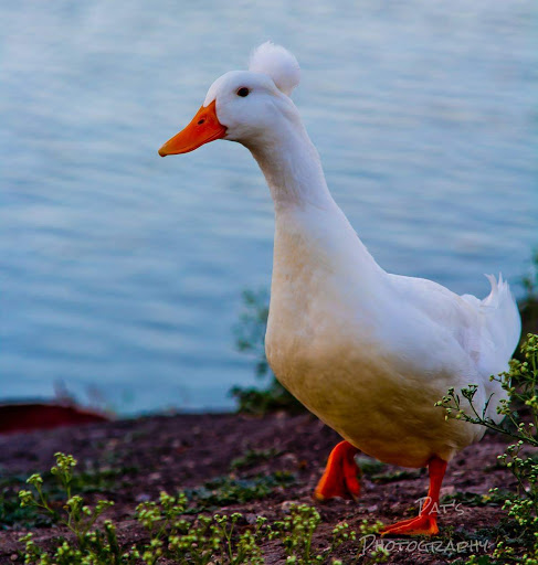 Park «Pendleton Park», reviews and photos, 1427 Morgan Blvd, Harlingen, TX 78550, USA