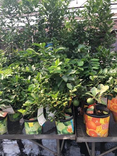 Garden Center «Dees Nursery & Florist», reviews and photos, 69 Atlantic Ave, Oceanside, NY 11572, USA