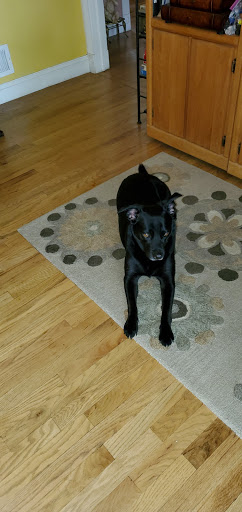 Pet Supply Store «Petco Animal Supplies», reviews and photos, 1111 US-46, Parsippany, NJ 07054, USA