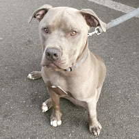 Modern Day Dog Training, LLC - Photo 5 - Car repair in San Tan Valley, AZ, San Tan Valley