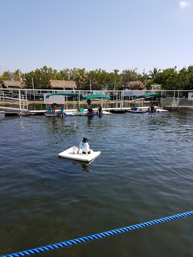 Recreation «Dolphins Plus Oceanside», reviews and photos, 31 Corinne Pl, Key Largo, FL 33037, USA