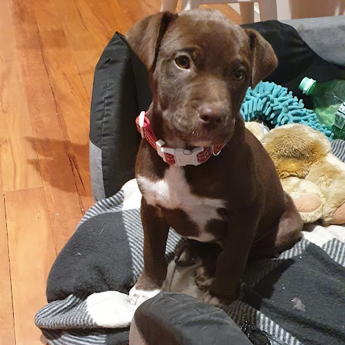 12 reviews of Dogs Are Us Training (Dog trainer) in Mount Maunganui