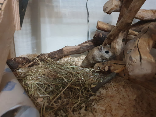 We for animal unter Kirchheim unter Teck, 