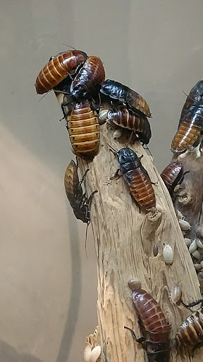 Animal Protection Organization «Butterfly Pavilion», reviews and photos, 6252 W 104th Ave, Westminster, CO 80020, USA