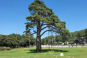 Jeong-i-pum-song Pine tree image