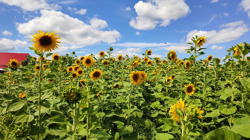 Orchard «Applecrest Farm Orchards», reviews and photos, 133 Exeter Rd, Hampton Falls, NH 03844, USA