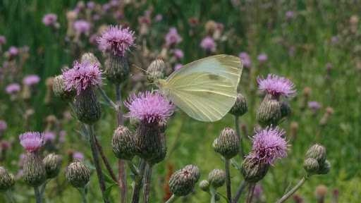 Golf Course «High Bridge Hills Golf Club», reviews and photos, 203 Cregar Rd, High Bridge, NJ 08829, USA