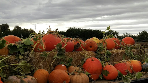 Produce Market «Clements Ridge Produce», reviews and photos, 23225 CA-88, Clements, CA 95227, USA