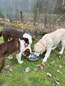 Hundetraining Möhring Schlesierweg 22, 37412 Herzberg am Harz, Deutschland