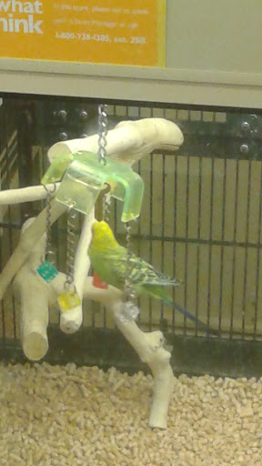 Pet Supply Store «PetSmart», reviews and photos, 47142 Michigan Ave, Canton, MI 48188, USA