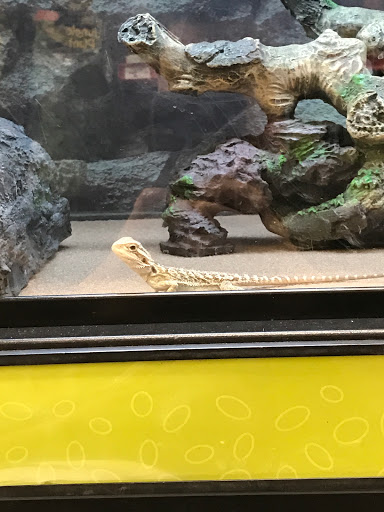 Pet Supply Store «Petco Animal Supplies», reviews and photos, 10190 W McDowell Rd, Avondale, AZ 85323, USA