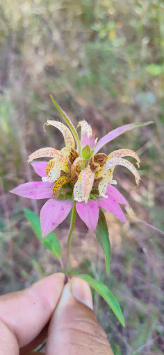 Nature Preserve «Maurice River Bluffs Preserve», reviews and photos, Silver Run Rd, Millville, NJ 08332, USA
