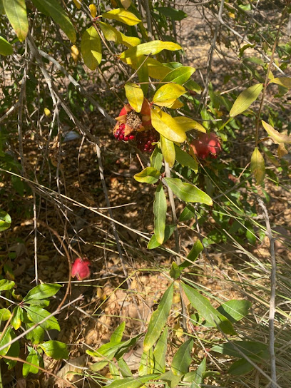 Stocker trailhead fruit park