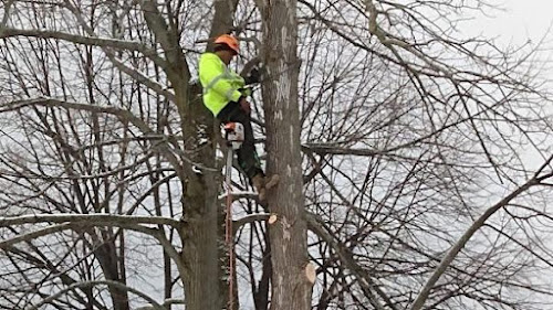  alt='I am so impressed with Miguel and his crew. They took down three huge tree