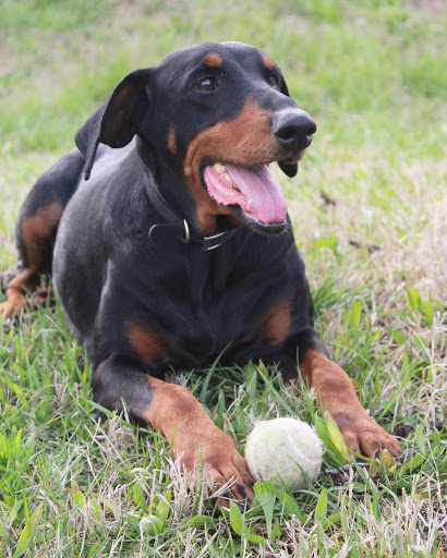 Tehama County Animal Care Center image