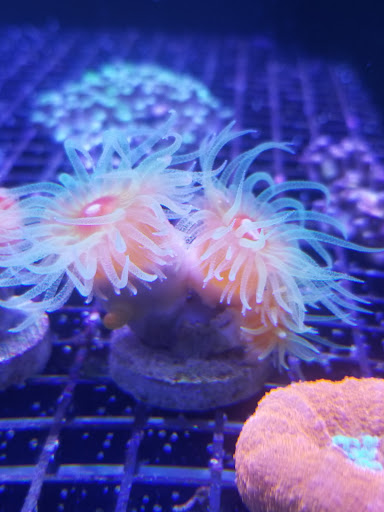 Aquarium «Marine EXTREMES», reviews and photos, 6257 E 21st St N, Wichita, KS 67208, USA