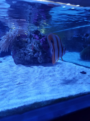 Tropical Fish Store «Ultimate Reefs & Aquariums», reviews and photos, 6020 S Memorial Dr, Tulsa, OK 74145, USA