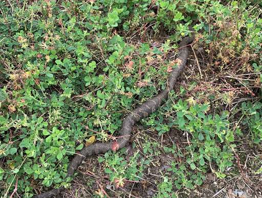 Nature Preserve «Marais Temps Clair Conservation Area», reviews and photos, 5134 Island Road, St Charles, MO 63301, USA