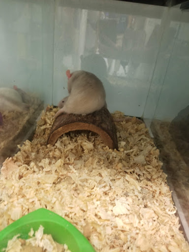 Pet Store «Animal Ark», reviews and photos, 2730 Brookdale Dr, Kingwood, TX 77339, USA