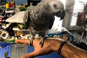 Ramona's Parrots image