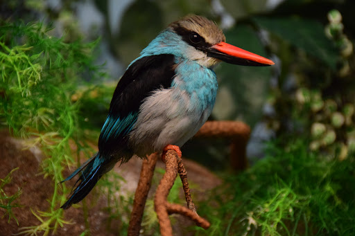 Museum «Tropical Discovery», reviews and photos, 2900 E 23rd Ave, Denver, CO 80205, USA