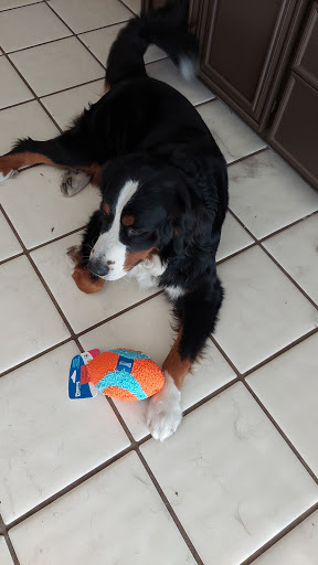 Pet Supply Store «Pet Supermarket», reviews and photos, 2449 S Hiawassee Rd, Orlando, FL 32835, USA