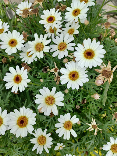 Shoe Store «Sven Factory Outlet Store», reviews and photos, 10000 Lake Blvd, Chisago City, MN 55013, USA