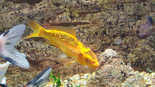Tropical Fish Store «Pisces Reef Fish Emporium, LLC», reviews and photos, 9326 W Sahara Ave, Las Vegas, NV 89117, USA