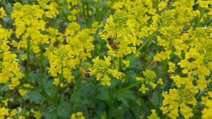 Division 'Bee' Apiary at Will-O-Bett Farm