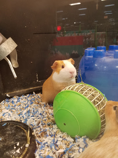 Pet Supply Store «PetSmart», reviews and photos, 14 Crossing Way #2, Augusta, ME 04330, USA