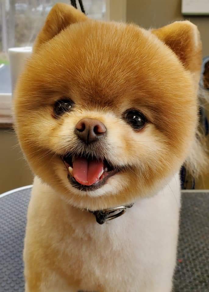 Zen Pet Salon