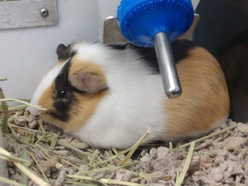 Pet Supply Store «Petco Animal Supplies», reviews and photos, 1080 S Main St, Kernersville, NC 27284, USA