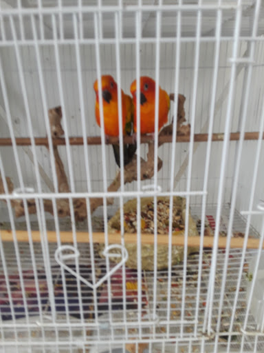 Pet Store «Animal Lovers Pet Shop», reviews and photos, 24028 Vista Montana, Torrance, CA 90505, USA