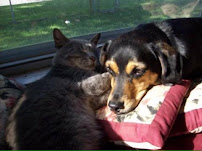 John-Michael's pet care - Photo 2 - Car repair in Wyoming, MI, Grand Rapids