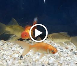 Mundo Singapur Exotics photo