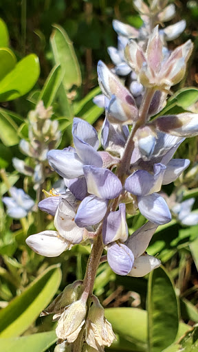 County Government Office «Brevard County Enchanted Forest Sanctuary», reviews and photos, 444 Columbia Blvd, Titusville, FL 32780, USA