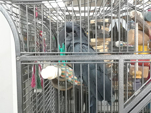 Bird Shop «Arizona Bird Store», reviews and photos, 565 S Dobson Rd, Mesa, AZ 85202, USA