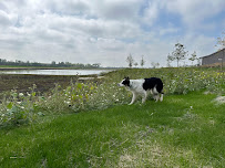 Geese Chasers Chicago - Photo 3 - Car repair in , Aurora