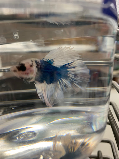 Pet Supply Store «Petco Animal Supplies», reviews and photos, 313 Homer M Adams Pkwy, Alton, IL 62002, USA