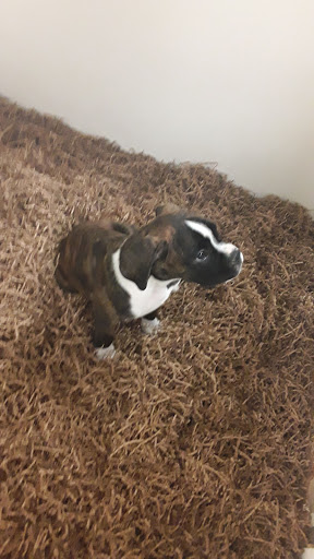 Pet Store «Puppy City», reviews and photos, 3343 Valley Pike, Winchester, VA 22602, USA