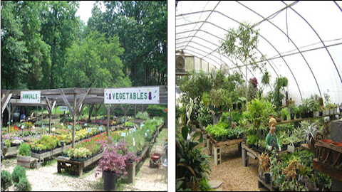 Country Nursery, 3330 Spencerville Rd, Burtonsville, MD 20866, USA, 