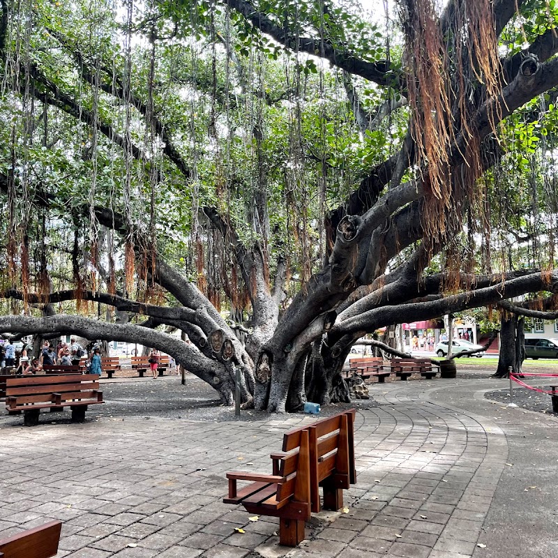 Lāhainā Banyan Court