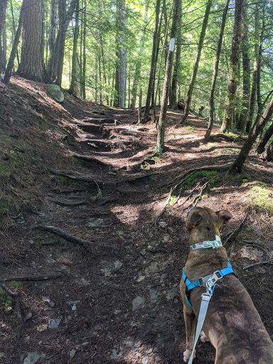 Pet Supply Store «USA Dog Shop», reviews and photos, 549 NY-17, Tuxedo Park, NY 10987, USA