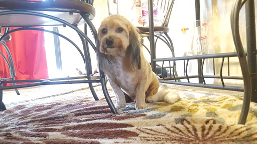 The Works Dog Grooming