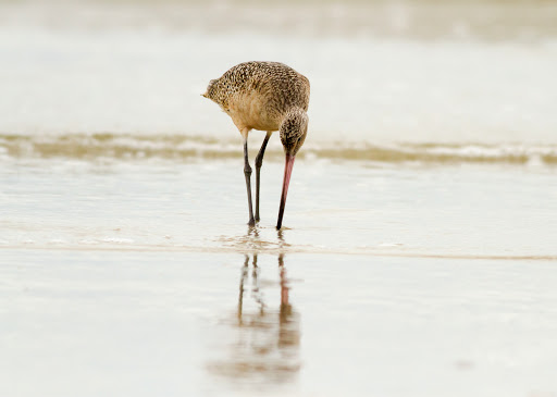 Nature Preserve «San Carlos Bay - Bunche Beach Preserve», reviews and photos, 18201 John Morris Rd, Fort Myers, FL 33908, USA