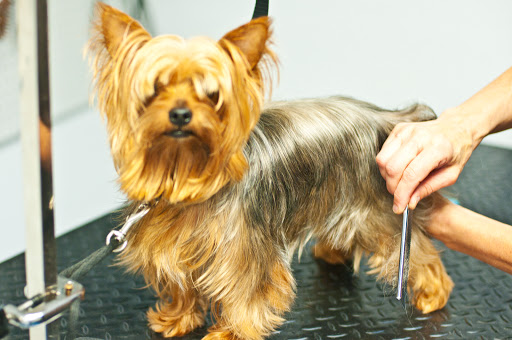 Pet Groomer «The Pet Bow-Tique», reviews and photos, 47 S Central Ave, Oviedo, FL 32765, USA