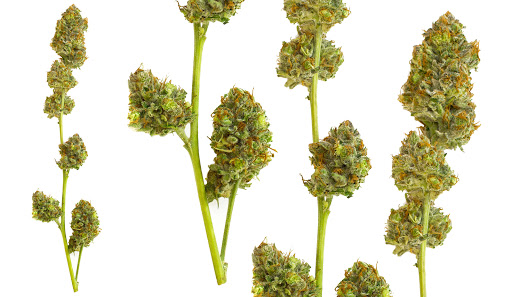 Homeopathic Pharmacy «Kind Pain Management Inc.», reviews and photos, 2636 Youngfield St, Lakewood, CO 80215, USA