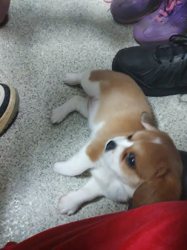 Pet Store «Petland», reviews and photos, 5470 Dixie Hwy, Fairfield, OH 45014, USA