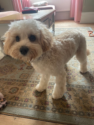 Honeyï¿½s dog grooming